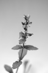 black flowers on white background