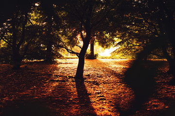 Moody nature sunset with lens flare of trees in a urban park with silhouettes of tree and long shadows on the ground. Braunschweig, Germany