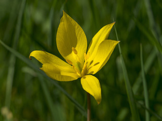 Fototapeta na wymiar Gros plan sur les pétales jaunes d'une tulipe sauvage ouvertes (Tulipa sylvestris)