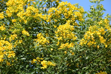 Cassia corymbos (Flowering senna)