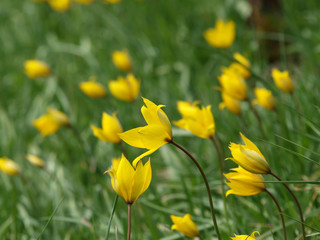 Fototapeta premium Tulipes sauvages ou tulipes des bois (Tulipa sylvestris).