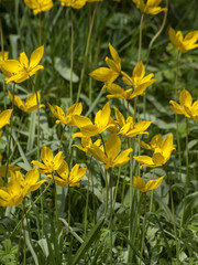 Obraz premium Tulipa sylvestris - Tapis de tulipes sauvages ou tulipes des bois fleuries dans un verger 
