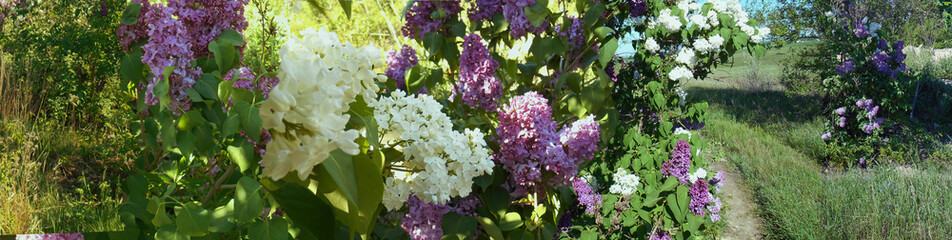 blooming lilac