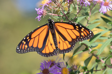 Naklejka premium Male Monarch Butterfly Danaus plexippus