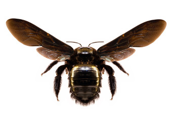  Black, big bee. African Bee.