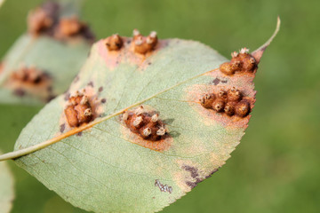 Pear leaf with Pear rust or Gymnosporangium sabinae infestation