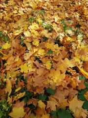 Autumn leaves background