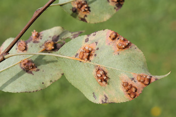 Pear leaf with Pear rust or Gymnosporangium sabinae infestation