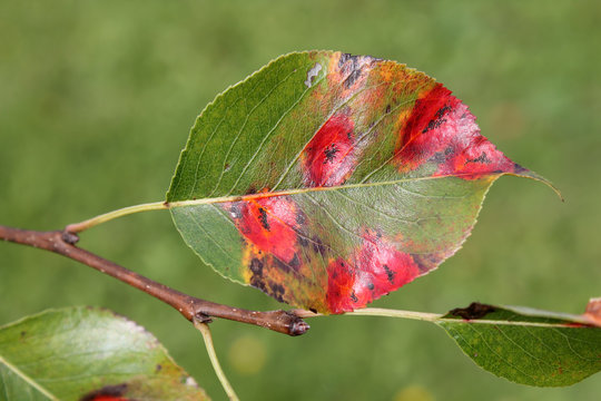 Pear leaf with red spots of Pear rust or Gymnosporangium sabinae
