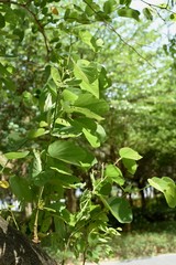 large green leaves in shenzhen bay park