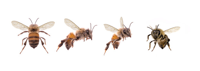 bees, flying insect. Several bees in a single image with white background, isolated bee.
