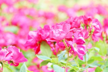 Obraz premium 春の風に揺れるピンクのバラ