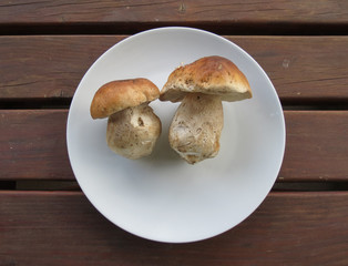 porcini (boletus edulis) mushroom food