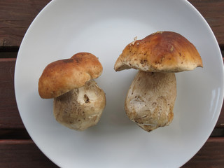porcini (boletus edulis) mushroom food
