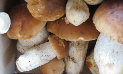 porcini (boletus edulis) mushroom food