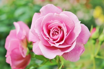 春の風に揺れるピンクのバラ