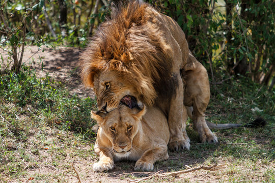 Mating couple of lions in the Masai Mara National Park in Kenya