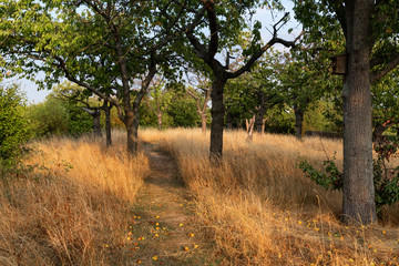 Streuobstwiese mit Fallobst  an der Teufelsmauer