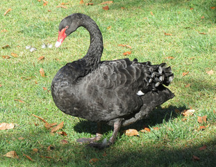 black swan bird animal