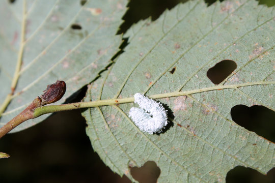 White larva of alder sawfly or Eriocampa ovata on damaged leaf of Alnus incana or grey alder