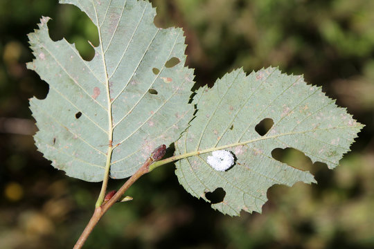 White larva of alder sawfly or Eriocampa ovata on damaged leaf of Alnus incana or grey alder