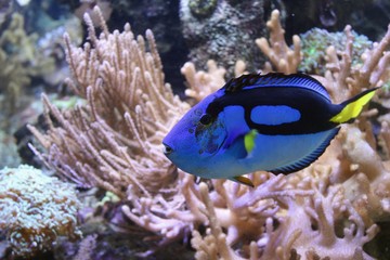 Fototapeta na wymiar Blauer Doktorfisch, auch Seebader oder Chirurgenfisch (Acanthuridae) in einem Meerwasseraquarium mit Korallen