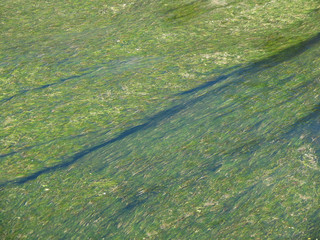 algae in water