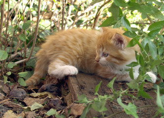 Naklejka na ściany i meble Red cat amidst the grass