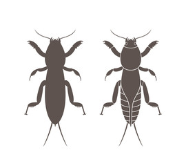 Mole cricket silhouette. Isolated mole cricket on white background