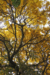 Tree with yellow ipê flowers on clear sky day