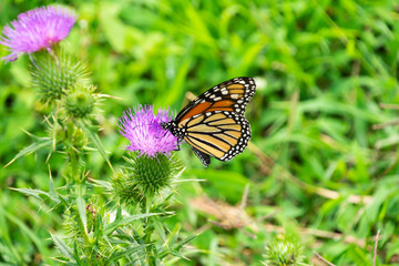 Monarch on Thistle