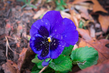Blue Pansy