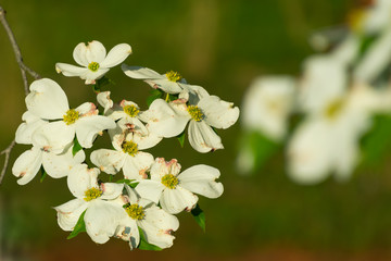 Flowering Dogwood