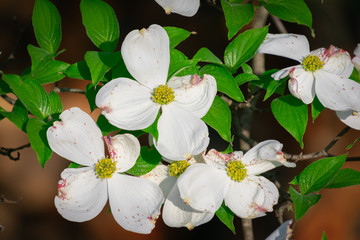 Evening Dogwood