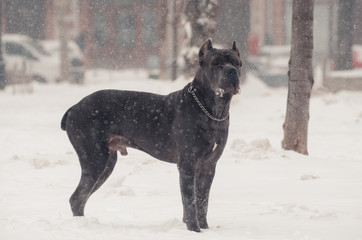 Cane Corso outdoors in snowy weather. The concept of bad weather