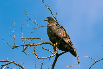 Immature Bald Eagle
