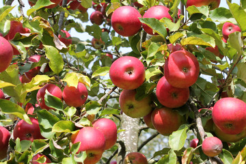 Abundant fruiting of apple. Branches of apple-tree with ripe red apples and green leaves