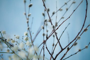  willow branches and white flowers