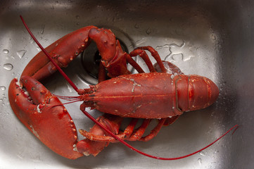 Cooked Lobster in a sink.