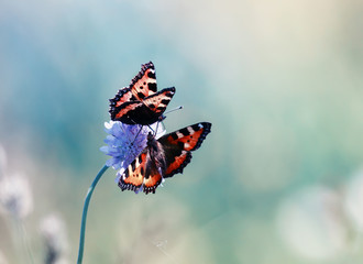 two beautiful moth hives on summer meadow fly and sit on lilac flowers on Sunny day