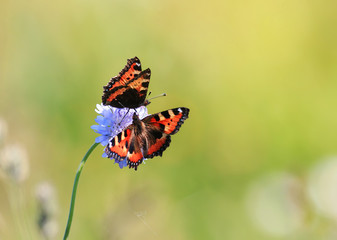  two beautiful butterflies on a summer meadow fly and sit on lilac flowers on a Sunny
