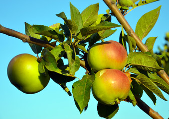 Apples on branches