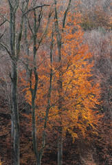 Baum mit leuchtend rotem Herbstlaub vor grauem Wald