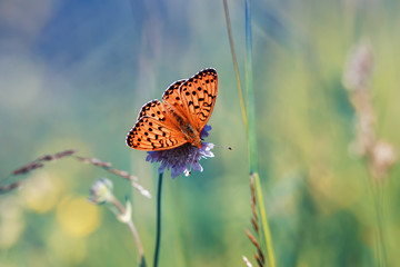 beautiful motley orange butterfly sitting on a blooming summer meadow on a Sunny day