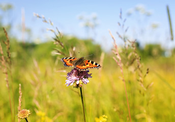 orange  beautiful butterfly on summer meadow sitting on lilac flowers on Sunny day