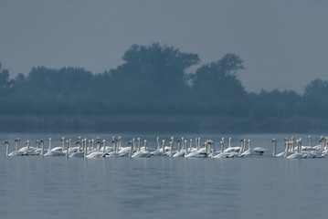 beautiful white swans on the lake