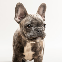 Cute French Bulldog Puppy Portrait