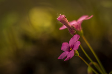 pink flower