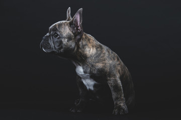 Cute French Bulldog Puppy Portrait