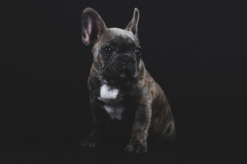 Cute French Bulldog Puppy Portrait